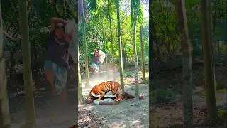 a tiger open attack a boy in the forest #vfx #reels #wildlife #shorts #leopard #tiger