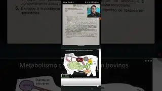 Metabolismo de prote&iacute;nas em Ruminantes 