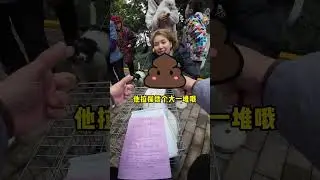 Samoyed s delivery VLGO#Cute Pet Debut Plan.#Little dog#Puppy#Samoyed#dog