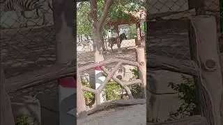 @B17 multigardens zoo