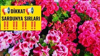 📢 TÜM SARDUNYA BAKIMINI UNUTUN‼️KÜR YOK‼️ÇİÇEKTEN GÖRÜNMESİN ⏩⚠️