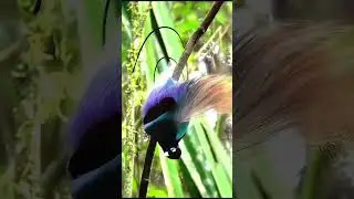 Beautiful Bali Birds #birds #animals #shorts #viralshort