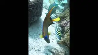 Skin Diving around bottom of coralhead #coralreef #coralhead  #underwater #skindiving
