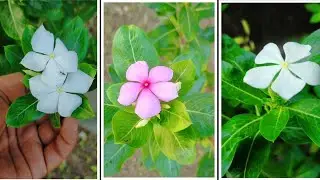 Full info in 2 mins!Sadabahar/Baramasi/Periwinkle/Catharanthus roseus|#india #nature #garden  #rose