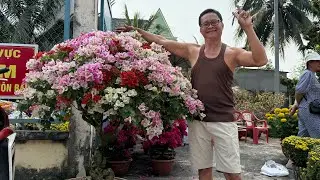 Hoa lá ngày tết của mọi người tới đâu rồi