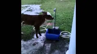 Anak lembu