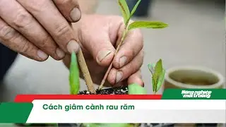C&aacute;ch gi&acirc;m c&agrave;nh rau răm