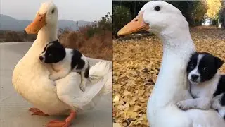 【子犬たちの親代わり！】子犬たちを背に乗せるアヒルや鶏。まるで親。