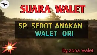 Suara Walet.Sp.sedot anakan walet    @  zona walet channel