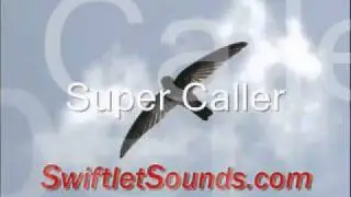 Super Caller Swiftlet External Sound