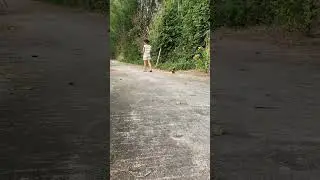 dog bite makes bobo run #monkey #monkeybobo #monkeybob