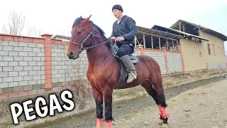 2001.2026 OYBEKJONDAN PEGAS OT SOTILADI  !..