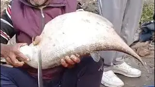 Amazing !! I never seen !! Demon chitol fish cutting !!