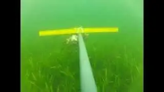 Fish Assemblage in Seagrass Beds of Palk Bay