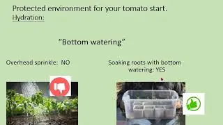 Tomatoes II: Transplanting & Planting into the Garden with OSU Master Gardeners 2024