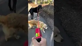 Get yours in my bio ❤️🦮🐕&zwj;🦺#doubleretractableleash #DoubleDogLeash #DogWalkHack  #AntiTangleLeash