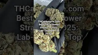 Best Thca Flower strains 2025 @THCaHempire