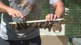 Jim Bobbs -  Grafting Queen Bees