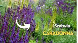 SZAŁWIA CARADONNA