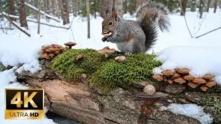 Cat Game: Squirrel and Snail Adventure in the Snowy Forest - 4K Ultra HD