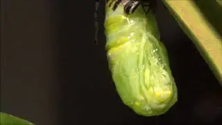 Copia de LA MAGIA DE LA METAMORFOSIS DE LA ORUGA MONARCA