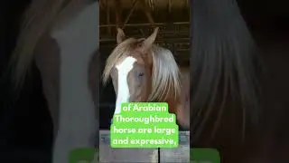 🐎 Arabian thoroughbred horse No.25 #shorts