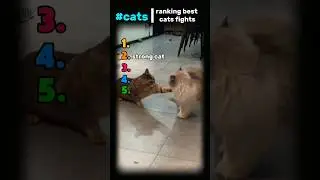 Top cat fights that went to far 😼🔥#shorts #viral #cats