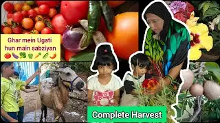 Complete Harvest 😱🤤Home grown vegetables🥒🍅🍆#completeharvest #harvestingvegetables