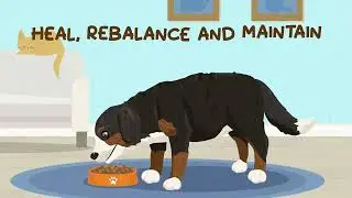 Perfect Poop Digestion & General Health Supplement for Dogs pet supplies