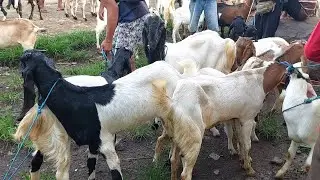 PEDAGANG LEMES HARGA KAMBING HANCUR‼️ PASAR PURWANTORO