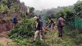 Massive Anti-Drug Drive in Teliamura: 500 Cannabis Plants Destroyed