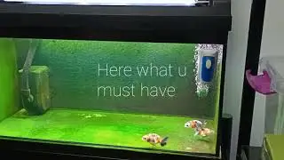 Simple setup: How to grow green algae carpet in your aquarium (Reduce video speed if its too fast)🙏🏼