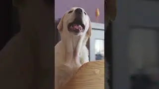 Помесь бигля и лабрадора #собаки
