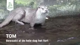 Samenvatting Blijdorp College 'De otter in Nederland'