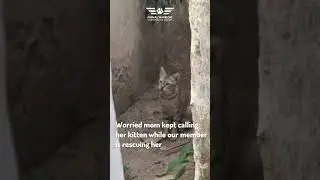 Reuniting a Worried Mom Cat with Her Rescued Kitten: A Heartwarming cat rescue from well - AWCS