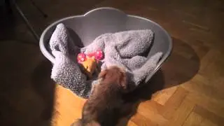 Melker the Norfolk terrier puppy