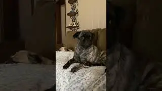 Is this perfect? 🤷&zwj;♂️ #dog #pug #love #cute #viral #funny #puglover #youtubeshorts #dogsofyoutube