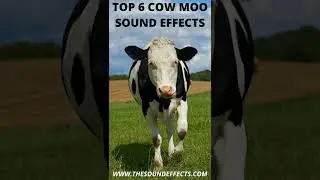 TOP 6 COW MOO SOUND EFFECTS ➡️ cow sounds #SHORTS