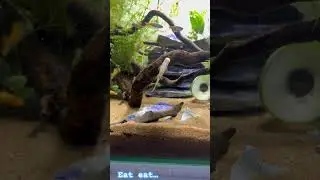 My cleaning crew #peace #aquascapegallery #fishbowl #fishkeepinghobby #fish #fishtank #aquascape