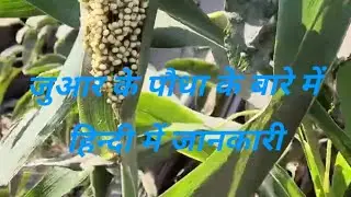 Sorghum, #sorghum #broomcorn #poaceae #sorghumbicolor #blumenbachia #sarga #vacoparis #andropogon