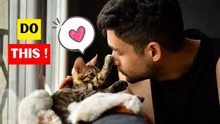 16 Ways to Tell Your Cat YOU LOVE THEM