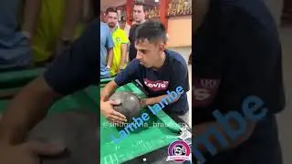 LAMBE LAMBE DA SINUCA