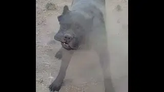 Doggo Takes Dirt Bath || ViralHog