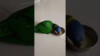 Pure Joy Rainbow Lorikeet Food Time 💕 #shorts #youtubeshorts #ytshorts