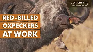 Birds of the Bush | Red billed Oxpecker