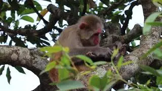 Strange Monkey Behavior
