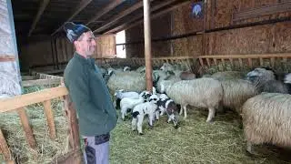 Ferma De Oi a Baciului Petrescut Ioan .Din Oglinzi .Neamt.In 2 Ani Și-a Facut O Turma De Oi