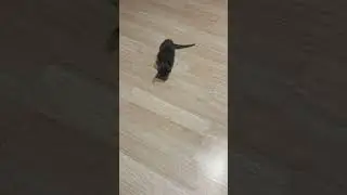 Tiny Predator
