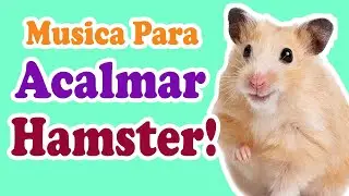 Música para acalmar hamster - Música para deixar hamster feliz e alegre!