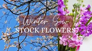Flowers that bloom in spring - grow stock flowers for early blooms  - cosy and calm gardening